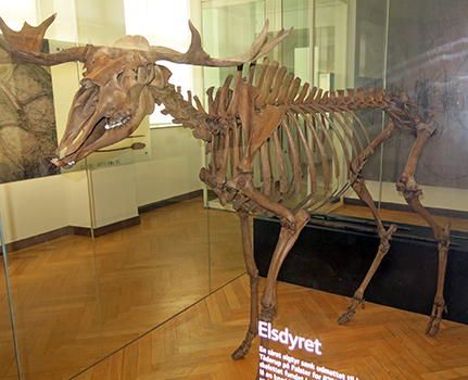 skull