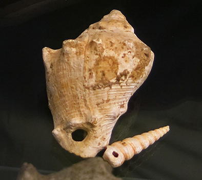 badegoule perforated shells