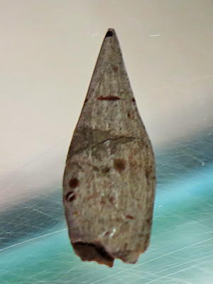 Spear head 