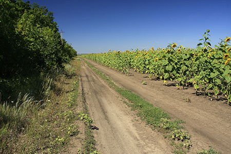 Sunflowers