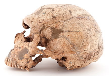 La Ferrassie skull