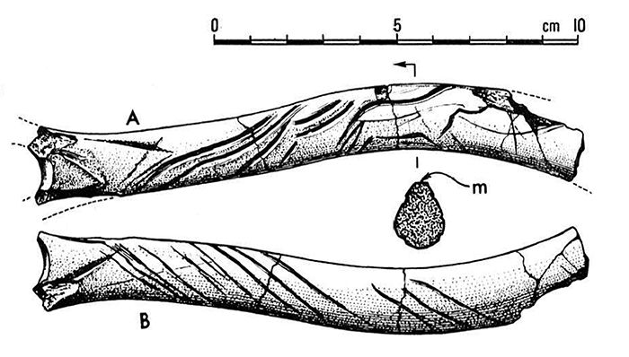 magdalenian  engraving horse