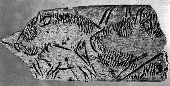 magdalenian  engraving bison