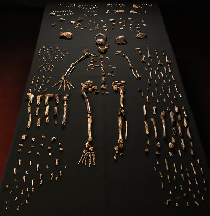 Homo naledi