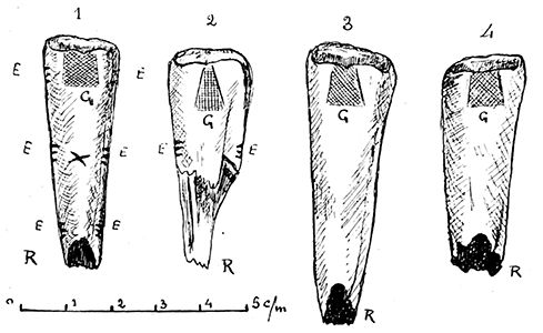 Dousse horse teeth