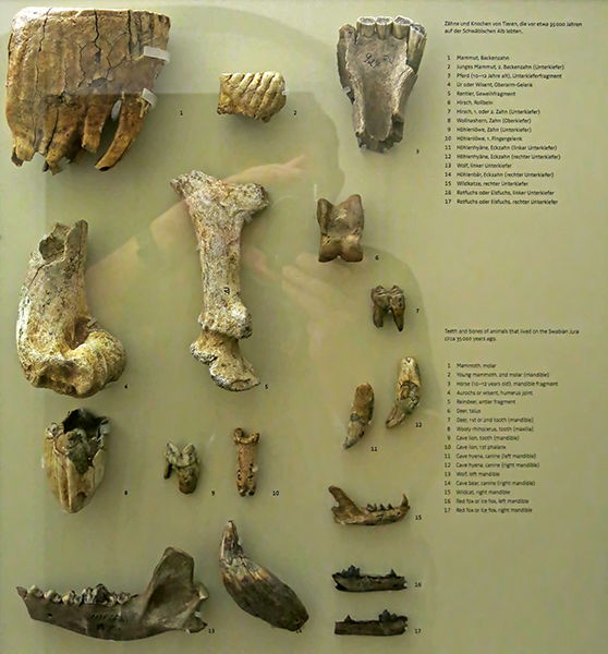  Vogelherd bones