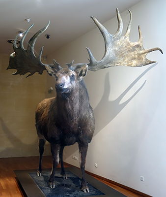 Megaloceros