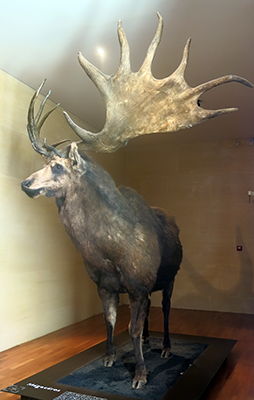 Megaloceros