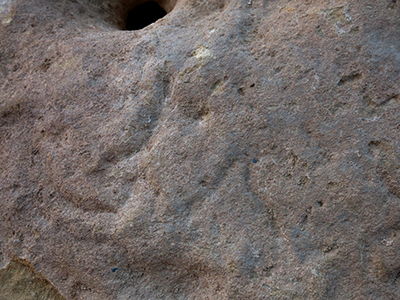 Abri Fongal rhino