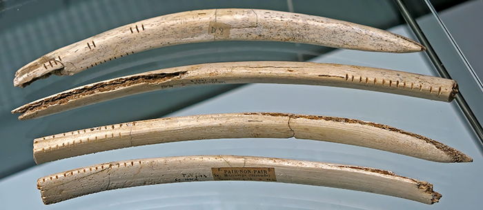 Pair-non-Pair carved ribs