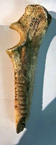 carved bone