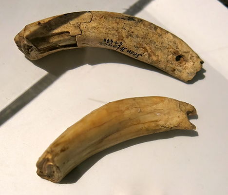 recent Palaeolithic and gravettian tooth