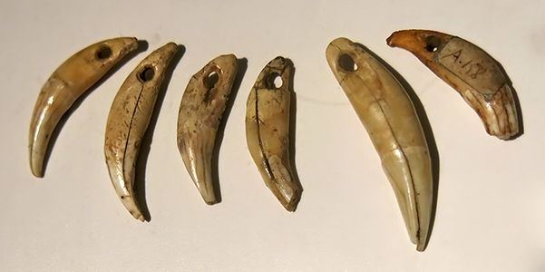 aurignacain or gravettian  teeth
