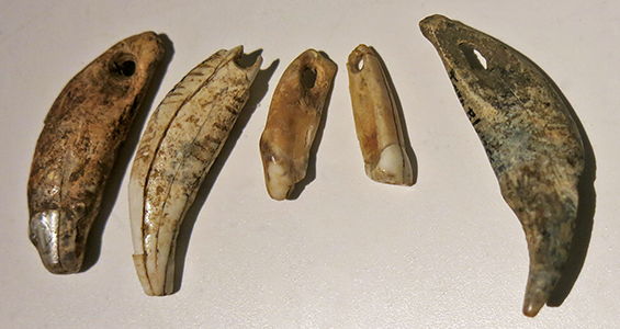 aurignacain or gravettian  teeth