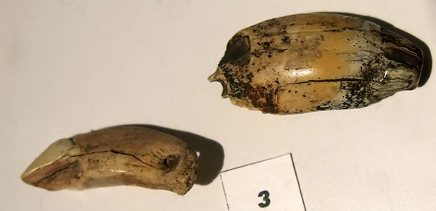 aurignacain or gravettian  teeth