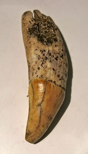 magdalenian  teeth