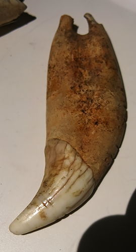magdalenian  teeth