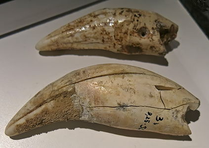 magdalenian  teeth