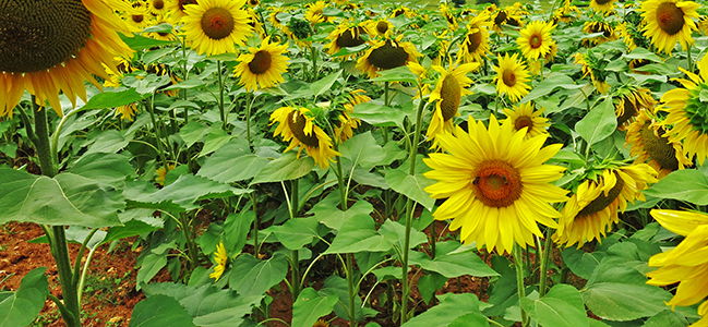 Sunflowers