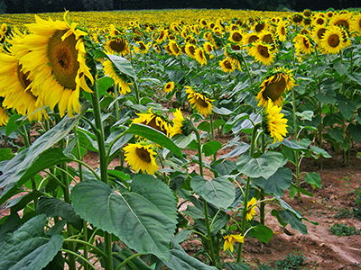 Sunflowers