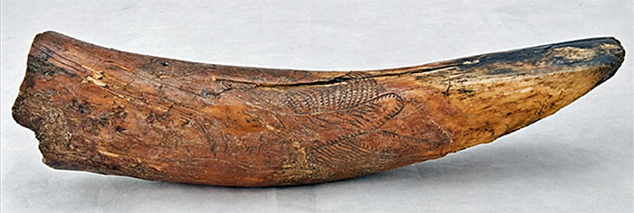 mammoth tusk