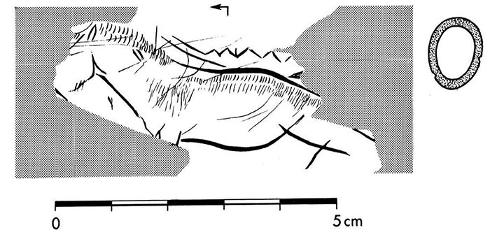 magdalenian  engraving horse