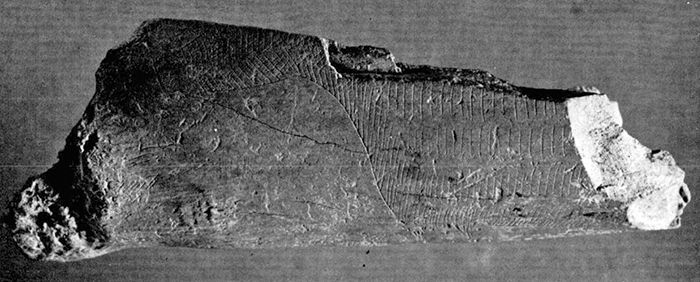 magdalenian  engraving bovid