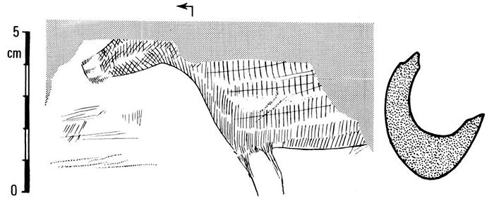 magdalenian  engraving bovid