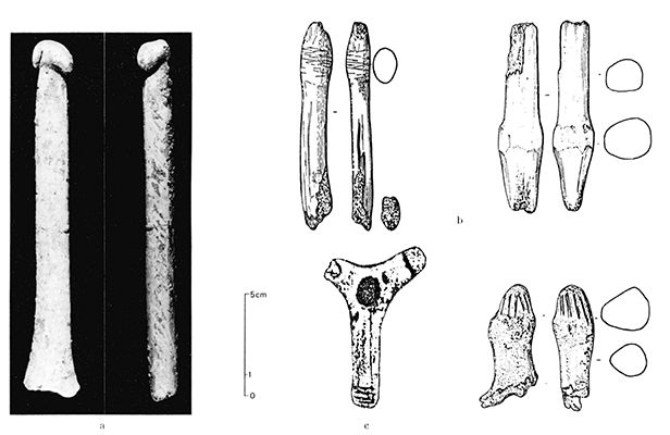 phalliformes