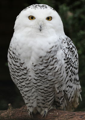 snowy owl