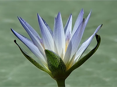 Lotus flower