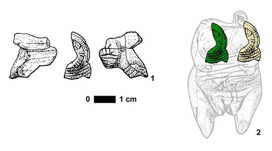 hohle fels finds