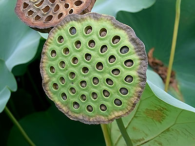Lotus seedcase
