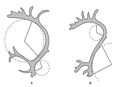 reindeer antlers