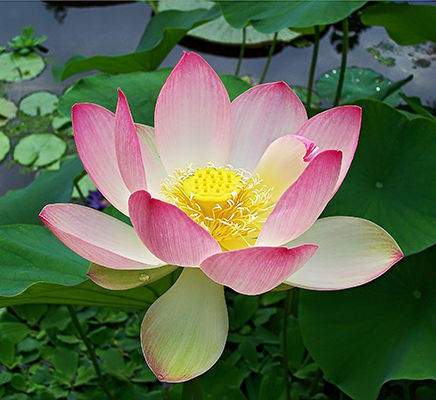 Lotus flower