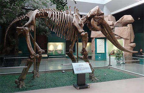 stegodon