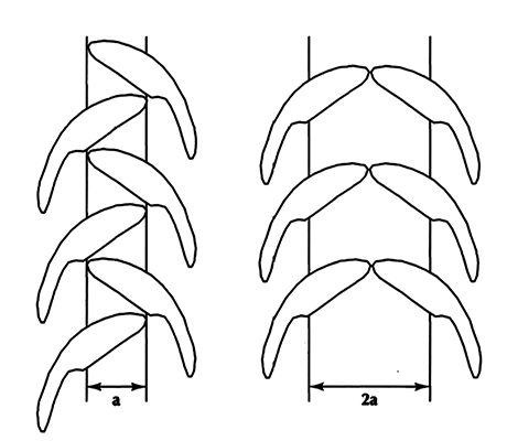 teeth arrangement