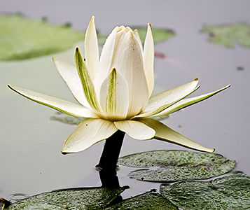 Lotus flower