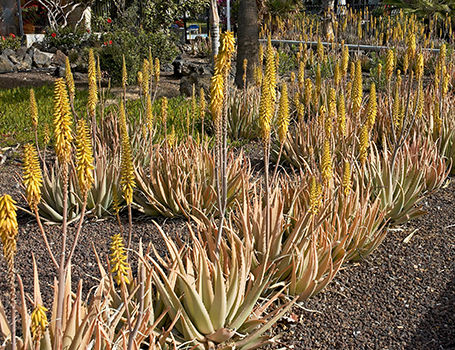 Aloe vera