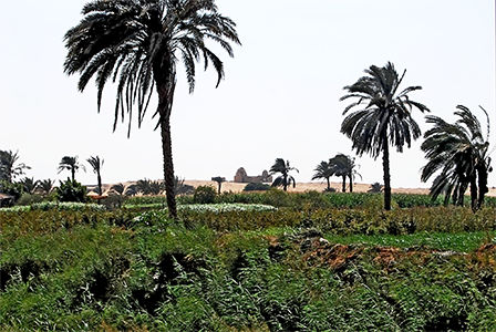  The Fayum Oasis