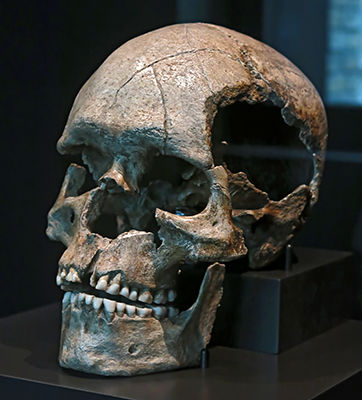 Homo Aurignaciensis Hauseri