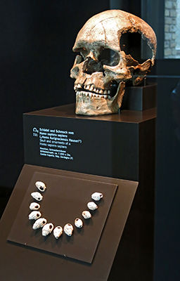 Homo Aurignaciensis Hauseri