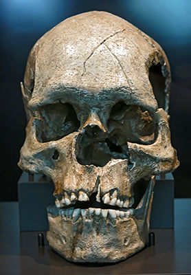 Homo Aurignaciensis Hauseri