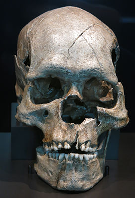 Homo Aurignaciensis Hauseri