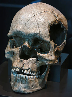 Homo Aurignaciensis Hauseri