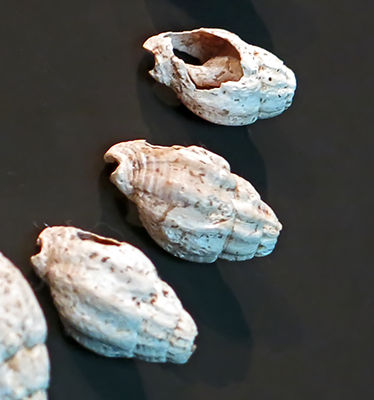 Homo Aurignaciensis Hauseri shells