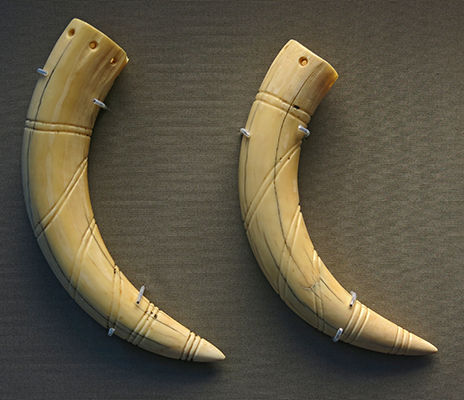 small tusks