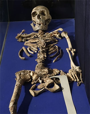 shanidar skeleton