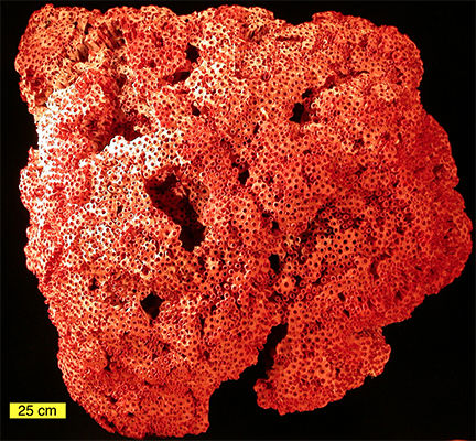 Organ pipe coral