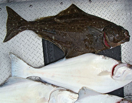 halibut